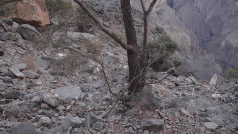 cabra de montaña en un árbol en las montañas de omán