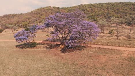 blossoming jacaranda purple tree by dirt road in african savannah