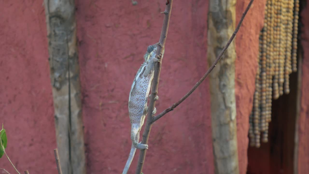 хамелеон, забравшийся на небольшую ветку