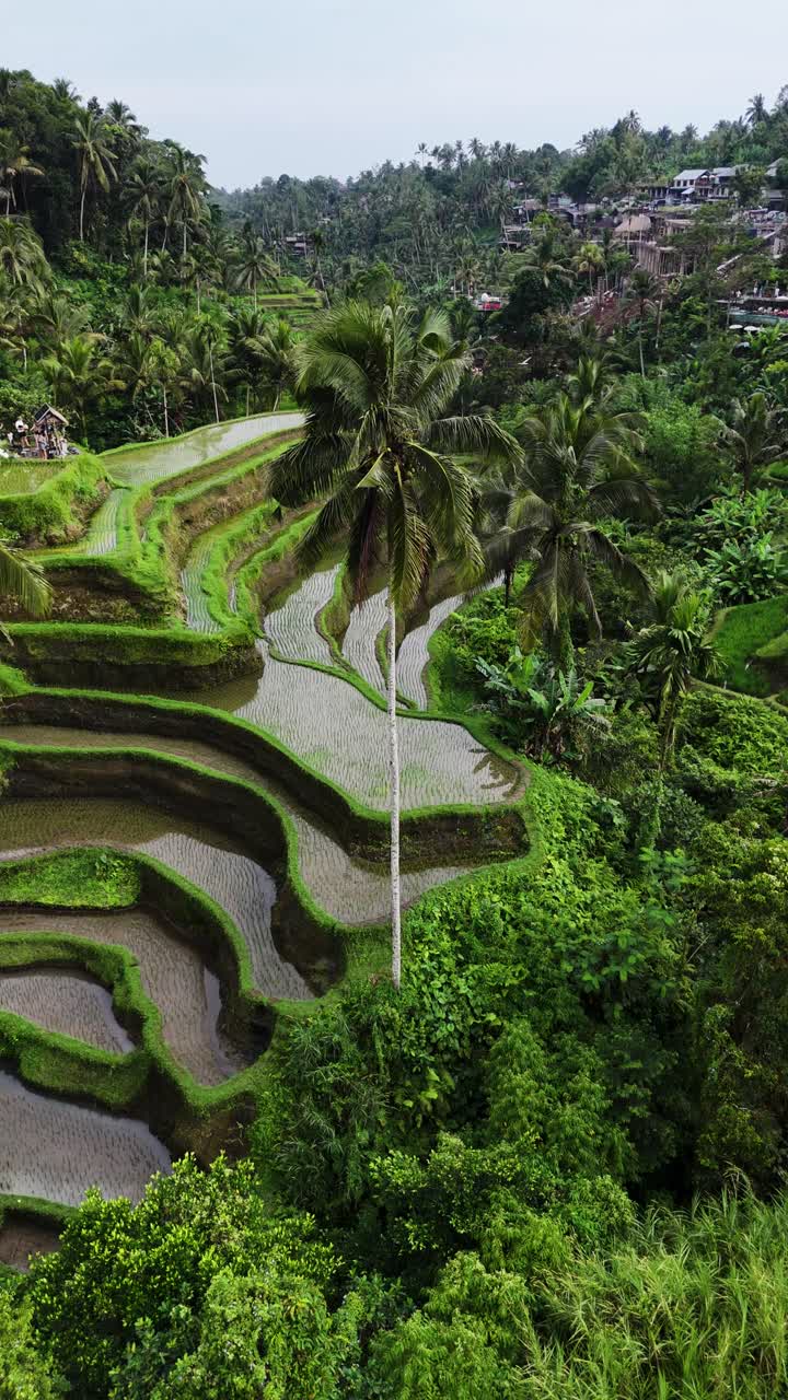 Majestätische Landschaft der Insel Bali mit Reisterrassen und Dorf, vertikale Luftaufnahme.