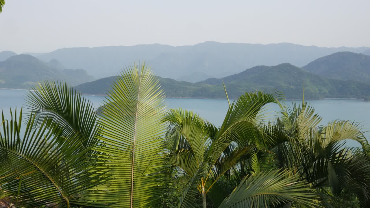 Palm tree leaves vibrating in wind, coastal view in Brazil