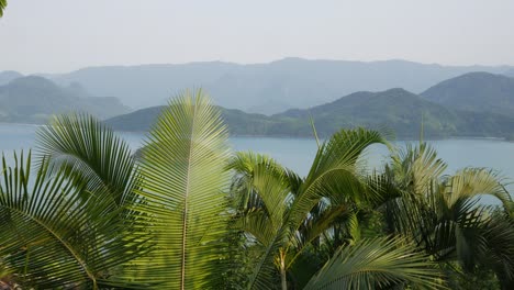 palm tree leaves vibrating in wind, coastal view in brazil