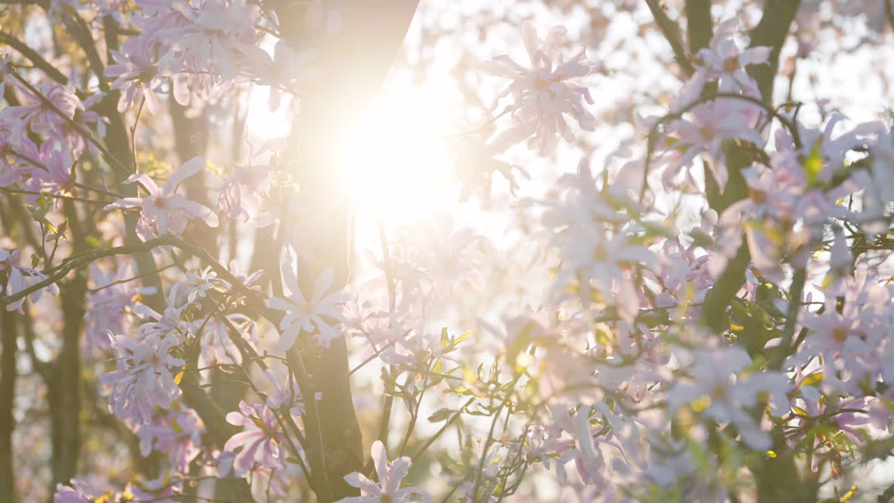 Close up of light pink Star magnolia flowers with the sun peaking through the tree branches