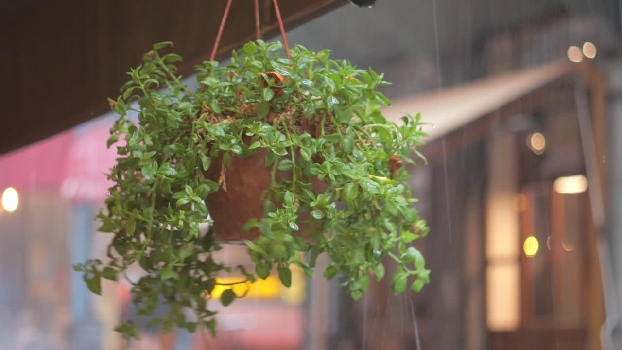 una planta de maceta verde colgando de una ventana durante un día de lluvia