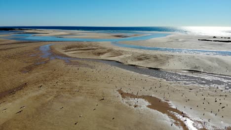 bandada de pájaros vuela en la playa