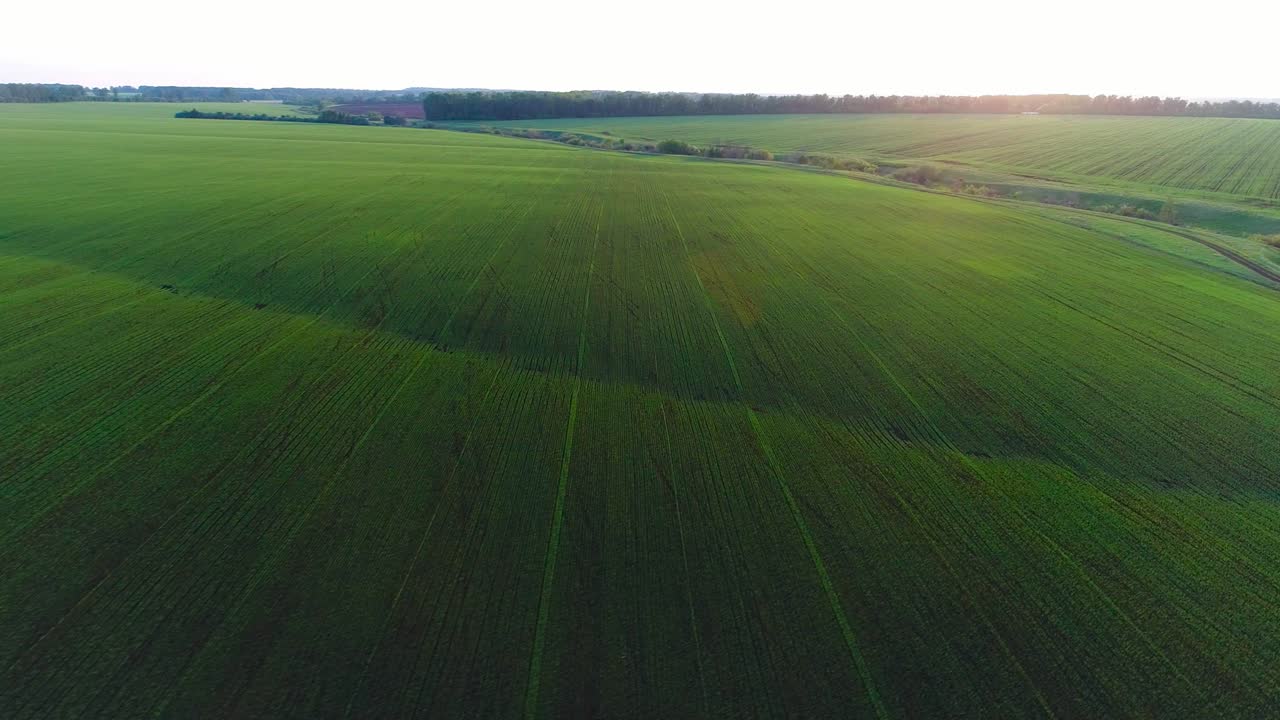 воздушное видео сельскохозяйственного поля с пшеницей
