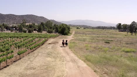 two horse riders on horseback walking on vineyard country track, aerial follow