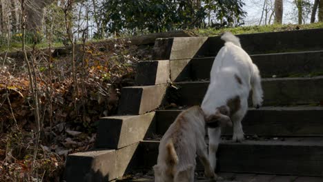 young goats playing on steps