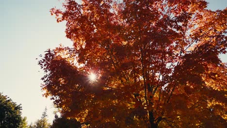 wide orbiting shot of a fall colored tree with orange leaves with the sunlight peaking through the branches and leaves