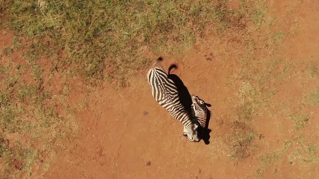 Cucciolo di zebra sdraiato nella terra.