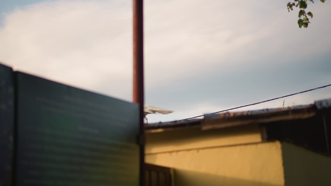 seagull on rooftop at golden hour white gull walking across corrugated metal roof near utility wire and rusty pole tree branch overhead warm backlit sky calm late afternoon mood urban backyard