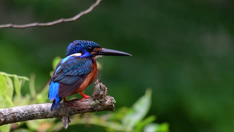 El-Martín-Pescador-De-Orejas-Azules-Es-Un-Pequeño-Martín-Pescador-Que-Se-Encuentra-En-Tailandia-Y-Es-Buscado-Por-Los-Fotógrafos-De-Aves-Debido-A-Sus-Hermosas-Orejas-Azules,-Ya-Que-Es-Una-Pequeña,-Linda-Y-Esponjosa-Bola-De-Plumas-Azules-De-Un-Pájaro