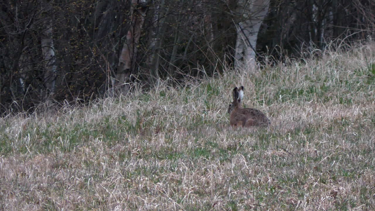 liebre europea marrón comiendo hierba en un campo al atardecer