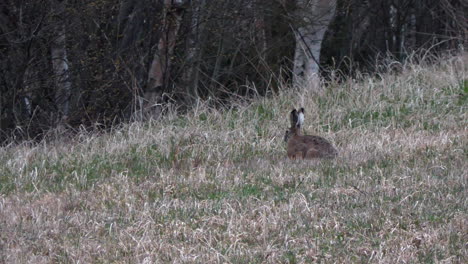 Brauner-Feldhase,-Der-In-Der-Abenddämmerung-Gras-Auf-Einem-Feld-Frisst