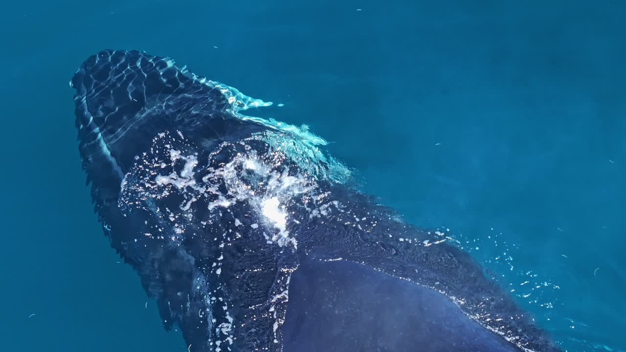 Close-up aerial overhead on blowholes of humpback whale spouting in azure ocean