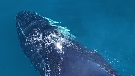 close-up aerial overhead on blowholes of humpback whale spouting in azure ocean