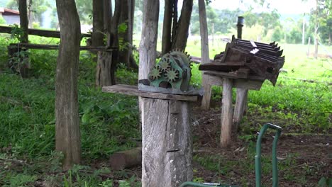 el azúcar de caña fue abandonado durante la invasión en una granja brasileña