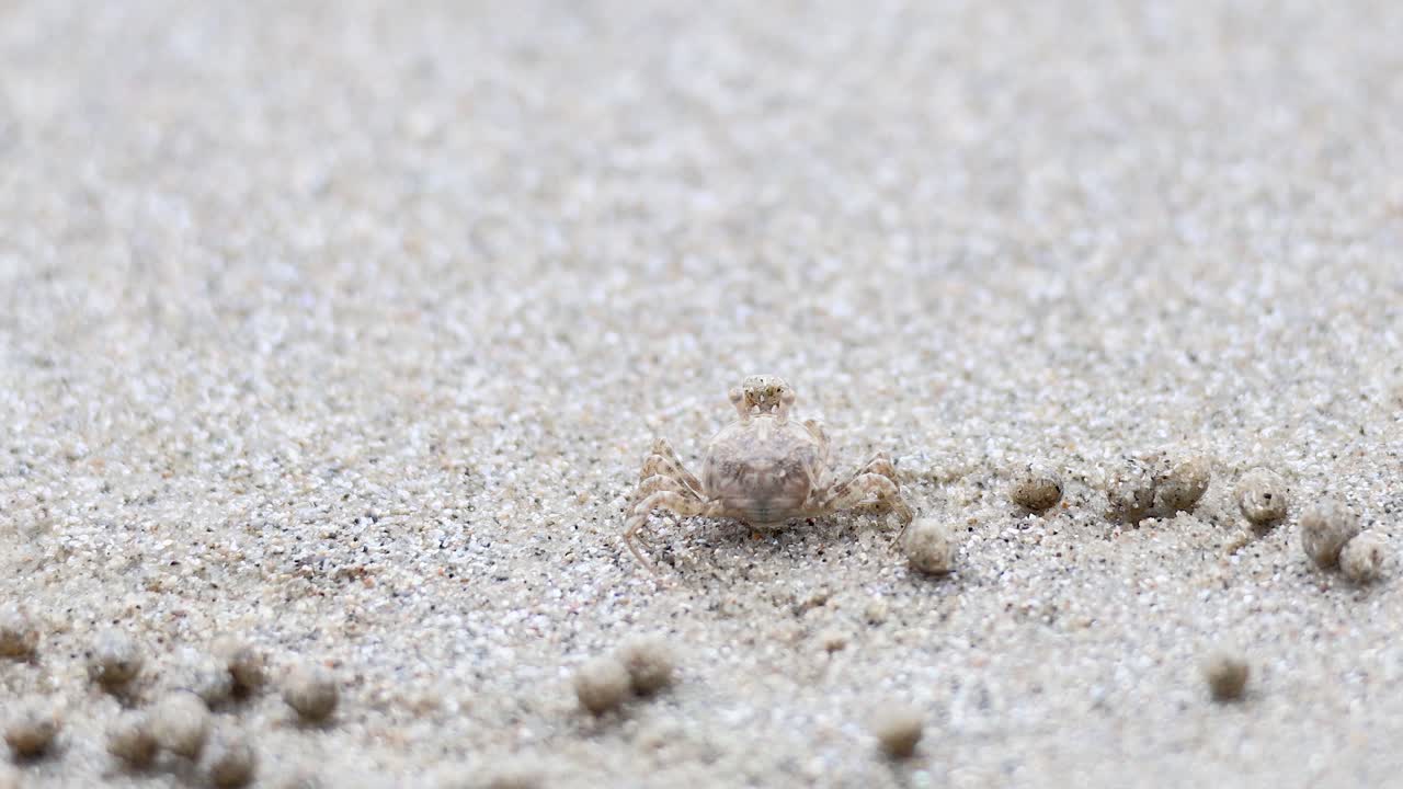 유령 크래브가 모래 해변을 가로질러 움직인다