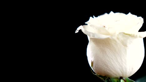 white rose fast turning on black background