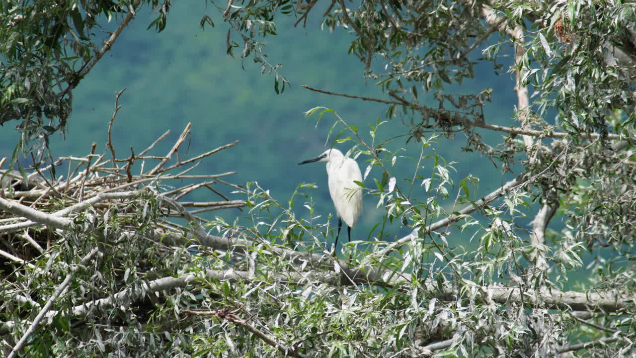 joven garza de nieve sentada en un árbol lago kerkini grecia