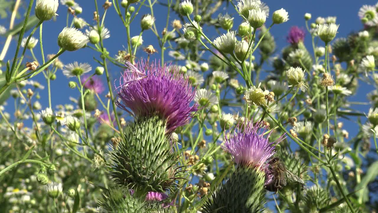 abeja melífera haciendo su trabajo en dos flores de cardo púrpura, con muchas flores blancas más pequeñas y un cielo azul en el fondo