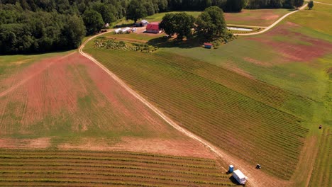 strawberry field view from above