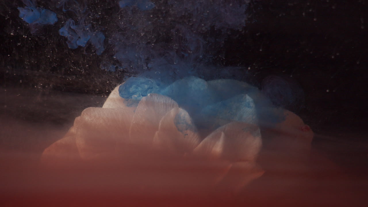 White flower macro blue ink falls in slow motion still life abstract background