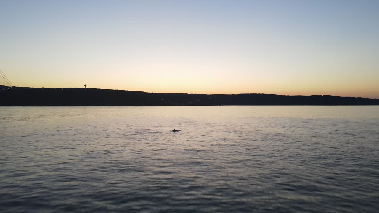 돌고래와 야부즈 술탄 셀림 다리 드론 비디오