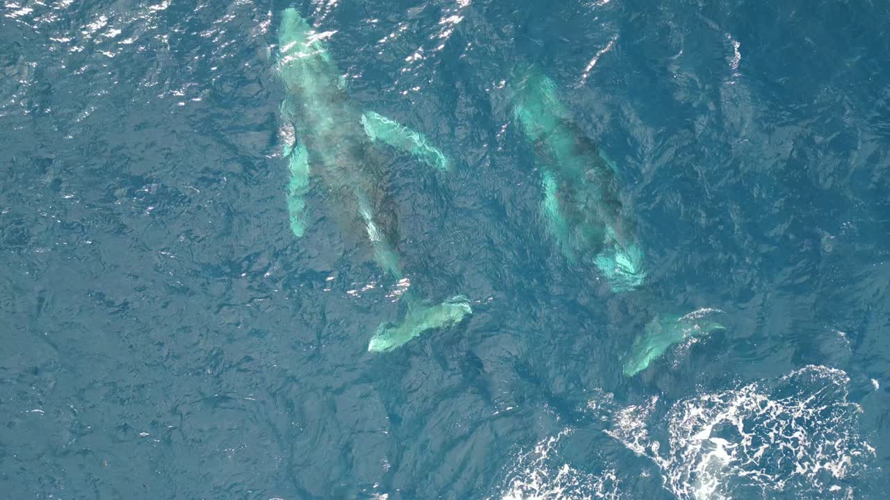 Scenic tracking shot of humpback whales swimming at the south pacific ocean in Sydney, Australia - top down aerial drone shot