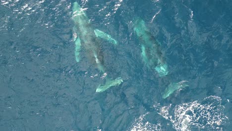 fotografía panorámica de ballenas jorobadas nadando en el océano pacífico sur en sídney, australia - fotografía aérea de aviones no tripulados