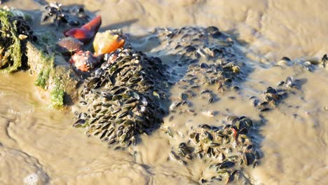 waves washing over mussels on sandy beach