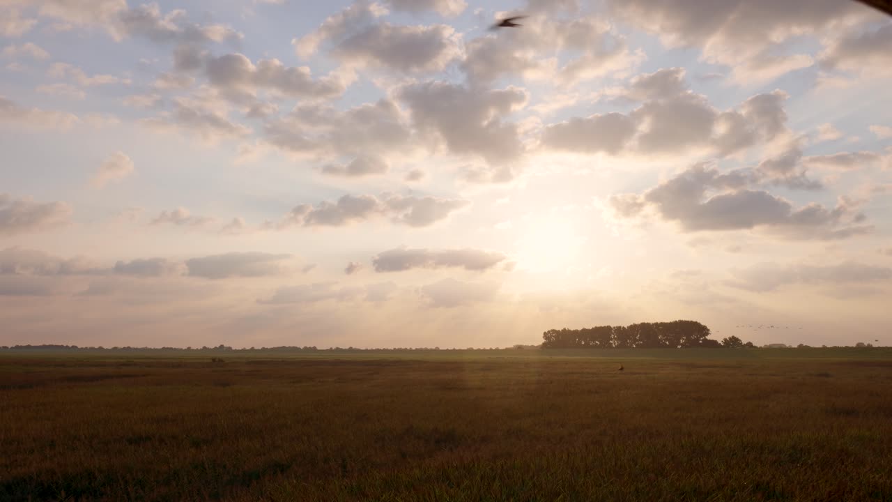Golden Hour Sunrays Over a Tranquil Field with Distant Trees