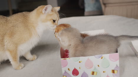 The-cat-looks-at-her-kittens-in-a-gift-box