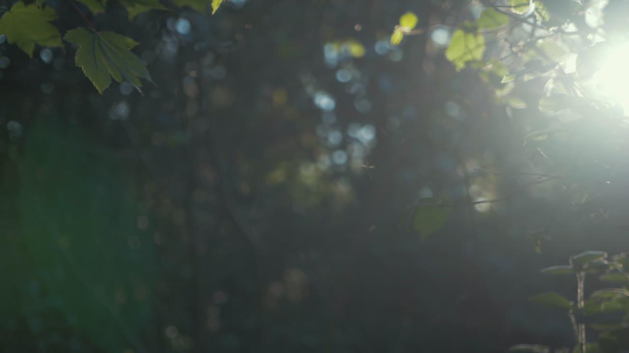 mosca grulla hembra y macho realizando danza de apareamiento a la luz del sol