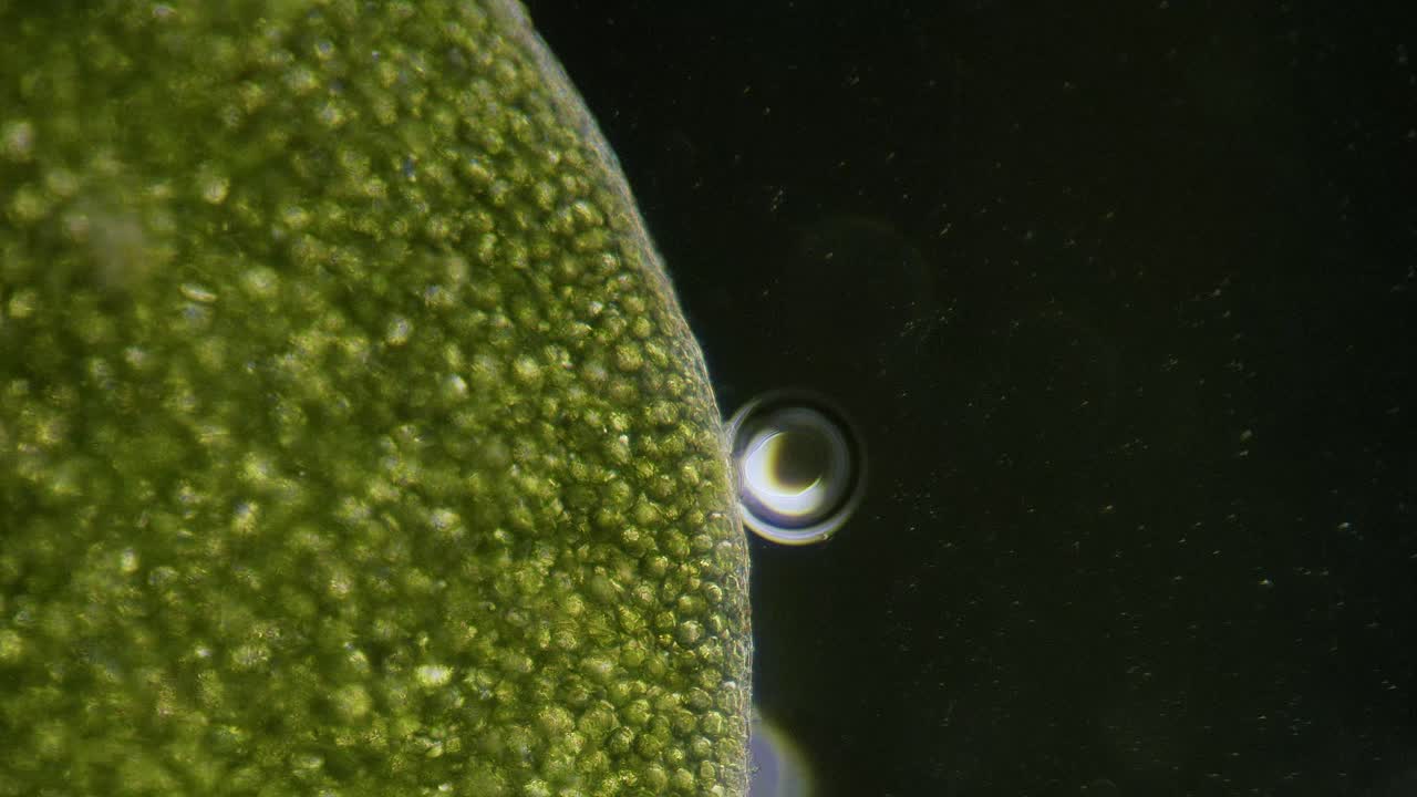 Common duckweed producing oxygen bubbles close up under microscope dark filed view