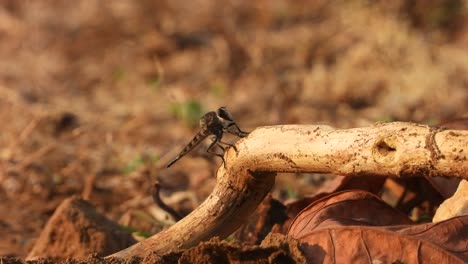 robber flies in stick waiting for food