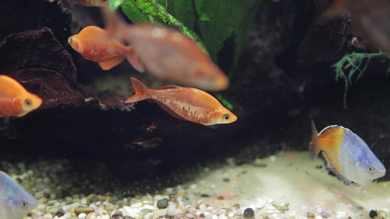 Boesemans regnbuefisk (Melanotaenia boesemani) er en fiskeart i familien Melanotaeniidae