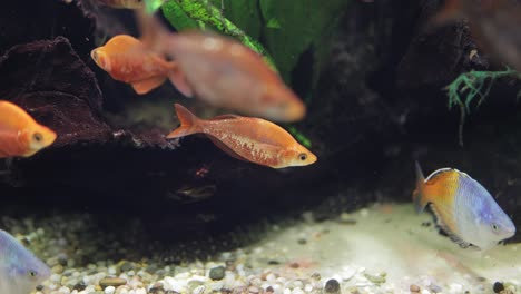 el pez arco iris boesemani (melanotaenia boesemani) es una especie de pez de la familia melanotaeniidae.