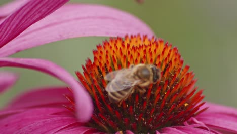 macro de una abeja melífera bebiendo néctar en la cabeza de la coneflower