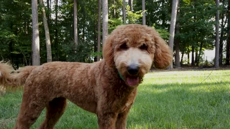 Closeup-of-a-Golden-doodle-walking-in-grass