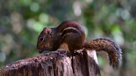 The-Indochinese-Ground-Squirrel-is-commonly-found-in-Thailand-just-about-anywhere-it-can-thrive