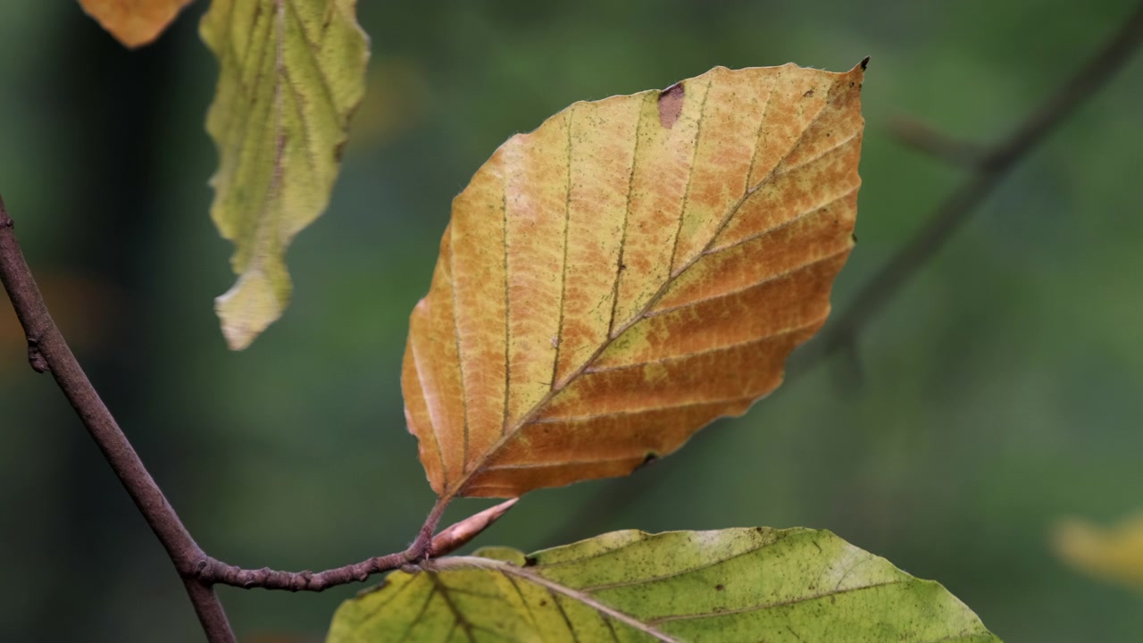 All the shades of Autumn show through as leaves change colour in woodland in Worcestershire, UK and blow in the seasonal wind.