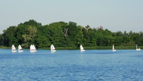 white sailboats sailing by the green forest edge of kolbudy village in poland