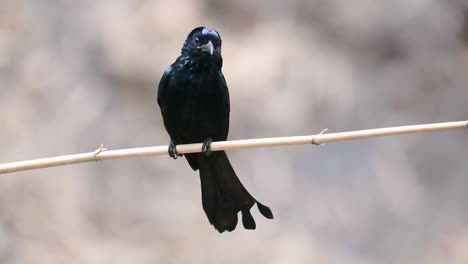 Der-Haarhauben-Drongo-Oder-Ist-In-Asien-Ein-Vogel-Aus-Der-Familie-Der-Dicruridae,-Der-Mit-Dicrurus-Bracteatus-Oder-Spangled-Drongo-Konspezifisch-War,-Bei-Dem-Es-Schwierig-Sein-Kann,-Ihn-Voneinander-Zu-Unterscheiden