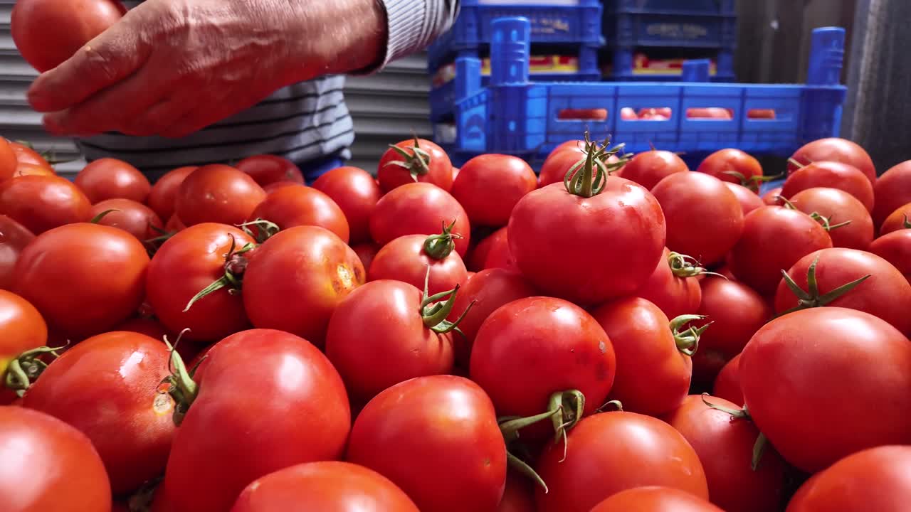 Fresh tomatoes being handled