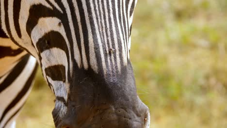 macro shot of flys walking over a zebra's nose and face making it twitch