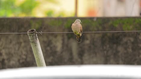 Dove-sitting-on-clothesline,-raindrops-falling,-slow-motion