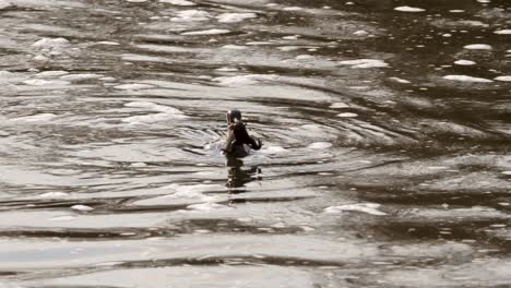 Ein-Kormoran-Frisst-Einen-Frosch-In-Einem-Wasser-Eines-Südafrikanischen-Naturschutzgebiets