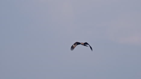 a golden eagle flying against the blue sky, ecosystem, aquila chrysaetos, beauty in nature, india.