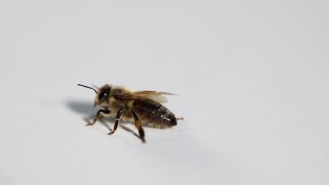 Honey-bee-on-white-background,-isolated-insect-macro-shot